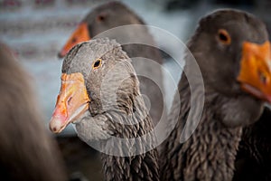 Domestic geese