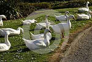 Domestic geese Embden