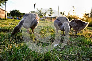 Domestic geese family graze on traditional village barnyard. Group of goose walking on the grass. Gosse lying in the garden photo