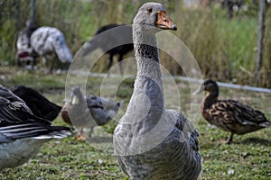 Domestic geese / goose family graze on traditional village barnyard. Gander feed on rural farm yard