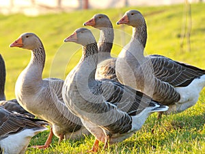 Domestic geese graze on goose farm