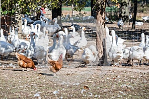 Domestic geese graze on goose farm