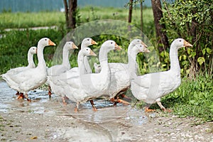 Domestic geese graze on a traditional rustic goose farm. Pets