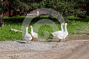 Domestic geese graze on a traditional rustic goose farm. Pets