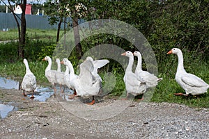 Domestic geese graze on a traditional rustic goose farm. Pets