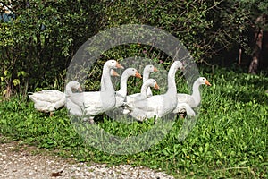 Domestic geese graze on a traditional rustic goose farm. Pets