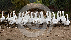 Domestic geese graze on traditional village goose farm. Group goose running in village