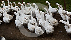 Domestic geese graze on traditional village goose farm. Group goose running in village