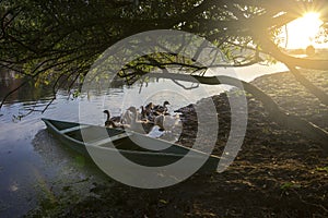 Domestic geese graze on a traditional village goose farm near the river.