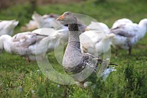 Domestic geese graze on traditional village goose farm