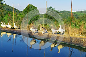 Domestic geese inside of fenced area with the pool for swimming on countryside farm