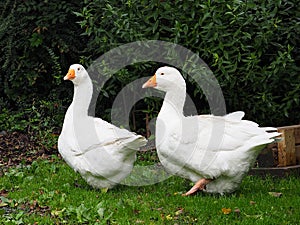 Domestic Geese In Ireland