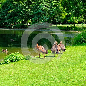 Domestic geese by the lake in city park