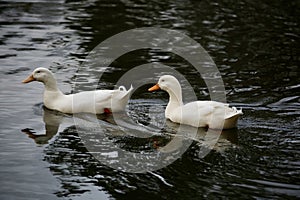 Domestic geese on a lake