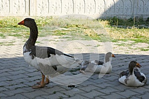 Domestic geese, mother geese and offspring