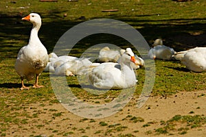 Domestic geese