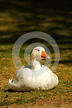 Domestic geese