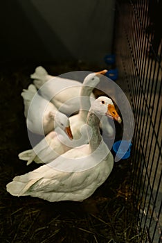 Domestic geese in a poultry farm, livestock animals, breeding. Agriculture, caged animal welfare