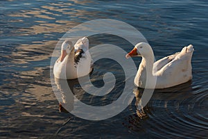 Domestic geese on river