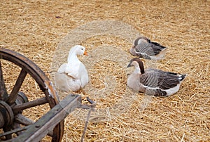 Domestic geese sitting on the hay.