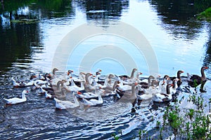 Domestic geese swim on the river