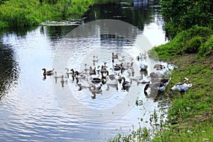 Domestic geese swimming on the water