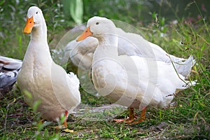 Domestic geese