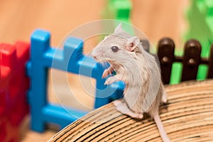 Domestic Gerbil playing