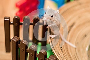 Domestic Gerbil playing