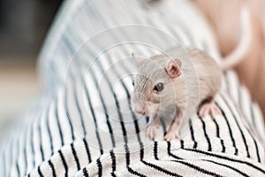 Domestic Gerbil playing on human clothes