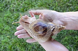 Domestic giant African Akhatina snail in the hands of a little girl against a green lawn