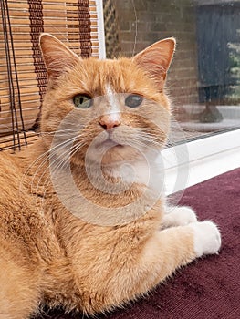 Domestic ginger cat with left pupil dilated with atropine to help treat uveitis photo