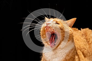 Domestic ginger cat with a roar yawn