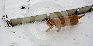 Domestic ginger cat in the snow. The cat walks through the snowy garden