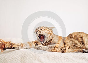 Domestic ginger cat yawns at home.