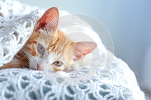 Domestic ginger kitten is wrapped in a warm white woolen blanket. Red kitten sits on the window sill and looking out the window.