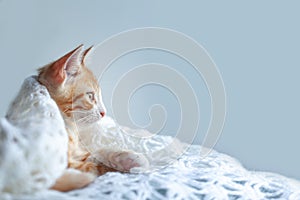 Domestic ginger kitten is wrapped in a warm white woolen blanket. Red kitten sits on the window sill and looking out the window.