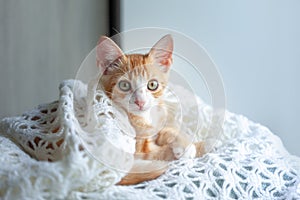 Domestic ginger kitten is wrapped in a warm white woolen blanket. Red kitten sits on the window sill and looking out the window.