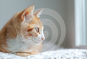 Domestic ginger kitten is wrapped in a warm white woolen blanket. Red kitten sits on the window sill and looking out the window.