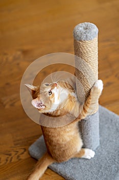 Domestic ginger little cute kitten plays with a scratching post.