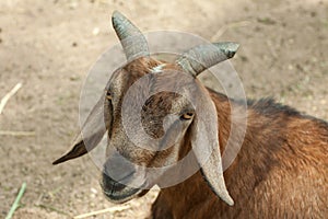 Domestic Goat