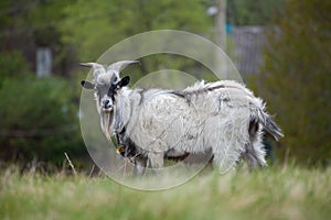 Domestic goat