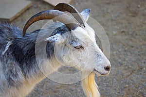 Domestic goat