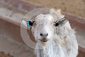 A domestic goat behind the fence close up Capra aegagrus hircus