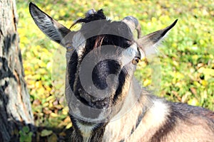 Domestic goat Capra aegagrus hircus