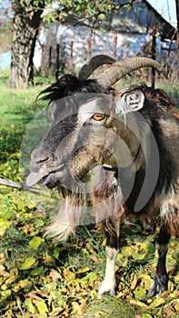 Domestic goat Capra aegagrus hircus
