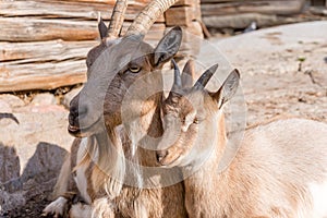 The domestic goat - Capra aegagrus hircus.
