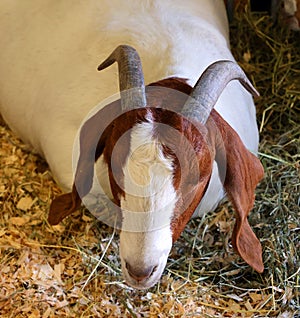 The domestic goat (Capra aegagrus hircus)