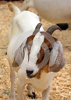 The domestic goat (Capra aegagrus hircus)