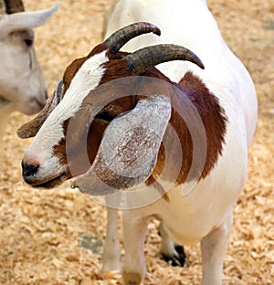 The domestic goat (Capra aegagrus hircus)